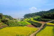 井研縣柑橘晚熟園區(qū)：產(chǎn)業(yè)升級助力鄉(xiāng)村振興新標桿