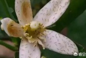 柑橘薊馬是什么病蟲害_聯(lián)苯蟲螨腈可以防治什么對(duì)象 柑橘薊馬是什么病蟲害_聯(lián)苯蟲螨腈可以防治什么對(duì)象