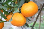 柑橘病蟲害綜合防治方法_除夜蛾外還有哪些害蟲會導致柑桔腐爛