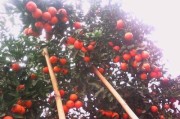五月柑橘種植技術(shù)_柑橘斜坡種植技術(shù)