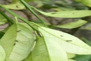 柑橘樹冬季管理_橘子樹和橙子樹哪個耐寒