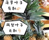 沃柑和粑粑柑哪個更好吃一點(diǎn)_哪里的水果好吃