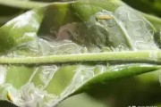 柑橘病蟲害及防治方法_柑橘潰瘍病發(fā)病率高 柑橘病蟲害及防治方法_柑橘潰瘍病發(fā)病率高