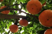 農(nóng)業(yè)種植新技術(shù)柑橘_農(nóng)業(yè)種植收益怎么樣