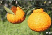 衡陽市柑橘種植技術(shù)研究_茶陵景點(diǎn)哪個景點(diǎn)最好玩