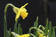 柑橘什么時候發(fā)芽？掌握春季萌芽時間與栽培管理要點