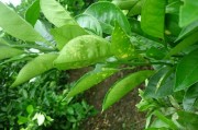 柑橘管理及病蟲害的防治_柑橘脂點(diǎn)黃斑病又來了