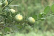 柑橘施肥種植管理技術(shù)_一畝柑橘施肥多少