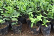 柑橘小拱棚的種植技術(shù)_有沒有什么農(nóng)作物能一畝收益7000元
