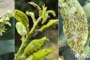 柑橘病蟲害高清圖譜薊馬_柑橘果樹銹壁虱怎樣預(yù)防