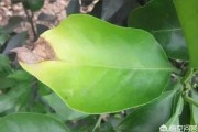 柑橘樹病蟲害防治綠化_柑橘春季清園最好配方