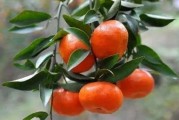 廣西柑橘怎么種植技術(shù)_廣西農(nóng)業(yè)種植致富項(xiàng)目