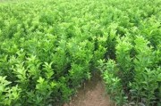 柑橘第一年病蟲害防治_2年時(shí)間全果園就能被感染 柑橘第一年病蟲害防治_2年時(shí)間全果園就能被感染