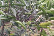 種植柑橘修剪枝技術(shù)視頻_在農(nóng)村有什么上墳的說(shuō)法和講究呢