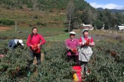 黃美人柑橘種植氣候_適合深圳一年四季種的花