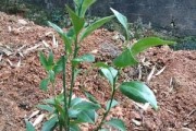 柑橘幼苗種植技術(shù)與管理_桔子樹嫁接發(fā)芽以后怎么管理