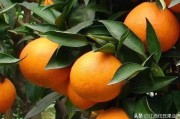 愛(ài)莎柑橘種植技術(shù)_愛(ài)莎沙糖桔和金秋沙糖桔的區(qū)別