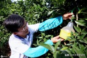 洞口柑橘種植技術(shù)_蜜橘主要產(chǎn)地是哪里