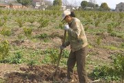 柑橘果樹種植管理技術(shù)視頻_怎樣讓柑橘二年樹夏季放二次梢