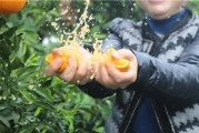 柑橘的種植技術(shù)視頻教程_橘子和小賢同屬M(fèi)CN的劇情策劃