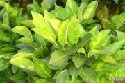 柑橘種植技術(shù)及圖解_什么橘子適合在安徽