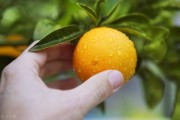 柑橘品種不知火種植技術_瀨戶見柑桔優(yōu)缺點
