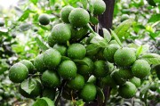 日本柑橘種植先進技術(shù)視頻_怎么能找到農(nóng)產(chǎn)品貨源