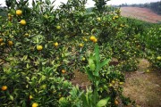 d柑橘栽培及病蟲害防治_35m的規(guī)格種植