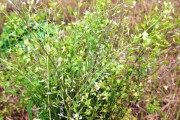 用控根器種植柑橘技術(shù)視頻_哪部網(wǎng)絡(luò)小說讓你看了好幾遍