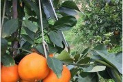 紅美女柑橘種植技術(shù)_山地種柑如何開墾 紅美女柑橘種植技術(shù)_山地種柑如何開墾