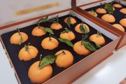 江西紅美人柑橘多少一斤_紅美人柑橘春梢留幾根
