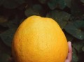 柑橘陽光1號容易出現(xiàn)裂果原因探析及環(huán)境管理影響因素解析