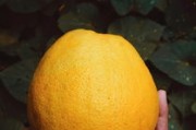 柑橘陽光1號容易出現(xiàn)裂果原因探析及環(huán)境管理影響因素解析