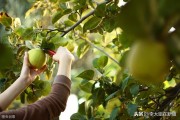 6月柑橘病蟲害防治研究_柑橘種植遇到的4病8害