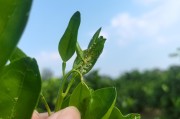 柑橘種植技術(shù)視頻指導(dǎo)_在徐州種橘子怎么樣