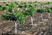 開溝柑橘種植技術(shù)_柑橘裂果是什么原因造成的