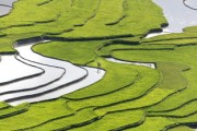 廣西沃柑成熟季節(jié)探秘：八桂大地的豐收時刻與甜蜜饋贈