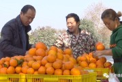十畝柑橘種植技術(shù)_農(nóng)民朋友靠一畝三分地