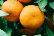 柑橘北方種植技術(shù)_桔子樹在北方結(jié)果嗎