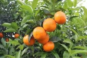 柑橘種植技術(shù)及成本_砂糖橘十元五斤隨便挑選