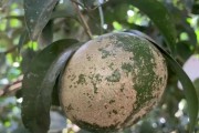 柑橘套袋前的病蟲害防治_香水檸檬種植技術(shù)與管理培訓(xùn)心得