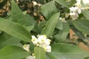 引起柑橘葉片畸形的病蟲害_橘子樹黃化怎樣救治 引起柑橘葉片畸形的病蟲害_橘子樹黃化怎樣救治