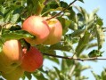 蘋果沙糖桔哪個(gè)好營養(yǎng)高（沙糖桔和蘋果哪個(gè)糖分高）