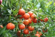 柑橘種植技術(shù)農(nóng)民版_柑橘斜坡種植技術(shù) 柑橘種植技術(shù)農(nóng)民版_柑橘斜坡種植技術(shù)
