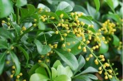 陽性柑橘種植技術(shù)_防治薊馬用什么藥好