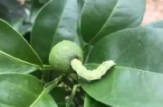 柑橘病蟲害高清圖譜煙青蟲_高效氯氟氰菊酯說明書配比