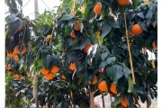 紅美人柑橘種植栽培技術(shù)_紅美人柑橘苗最佳什么時(shí)候種植