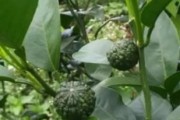 對(duì)柑橘有藥害的農(nóng)藥_硫酸鎂和硼砂混合使用效果會(huì)是怎樣結(jié)果