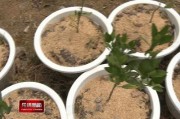 陽(yáng)臺(tái)柑橘樹種植技術(shù)_甜甘桔的腌制方法