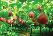 北流柑橘種植技術(shù)要點(diǎn)簡(jiǎn)介_容縣屬于哪個(gè)市